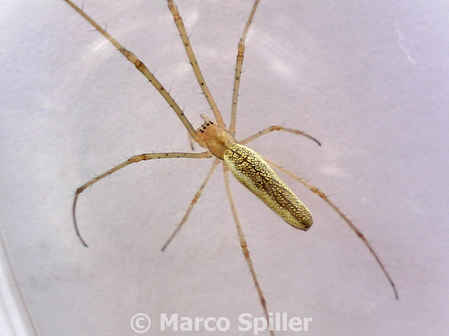 Tetragnatha sp. - Vicenza (VI)